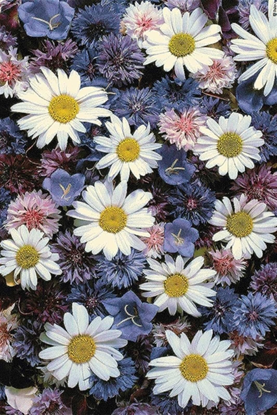 Ковер Erdenet Hunnu 6A2366 176 1.6x2.3м